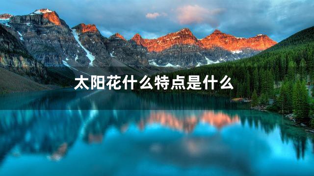 太阳花什么特点是什么