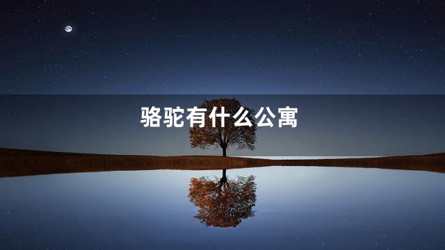 骆驼有什么公寓