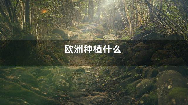 欧洲种植什么