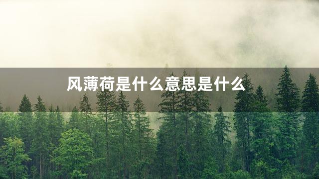 风薄荷是什么意思是什么