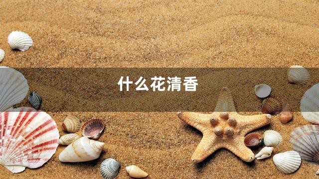 什么花清香