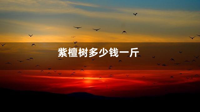 紫檀树多少钱一斤