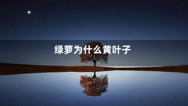 绿萝为什么黄叶子