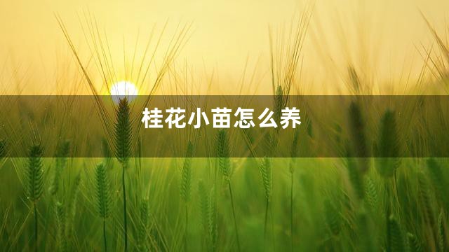 桂花小苗怎么养