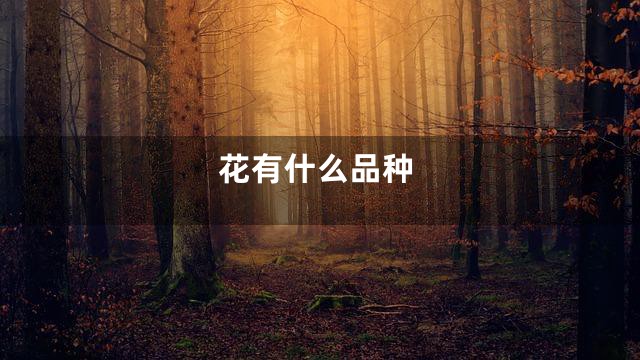 花有什么品种