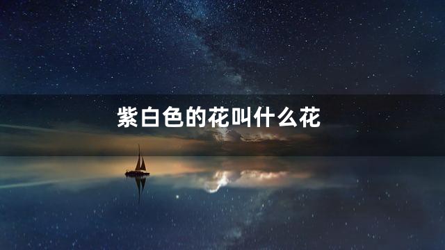 紫白色的花叫什么花