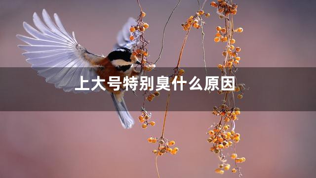 上大号特别臭什么原因