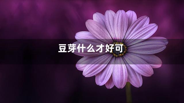 豆芽什么才好可