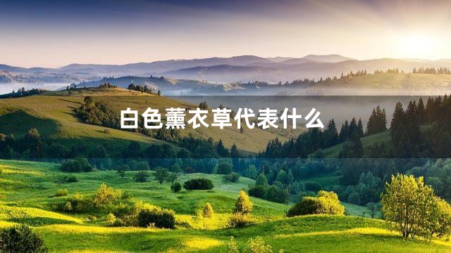 白色薰衣草代表什么