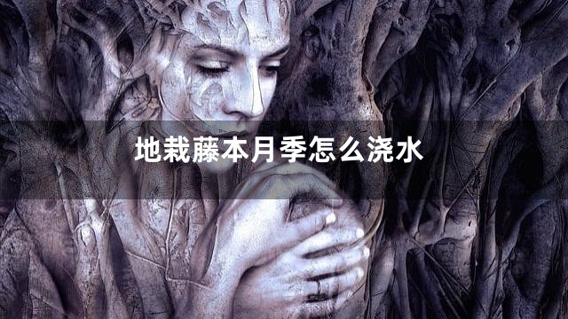 地栽藤本月季怎么浇水