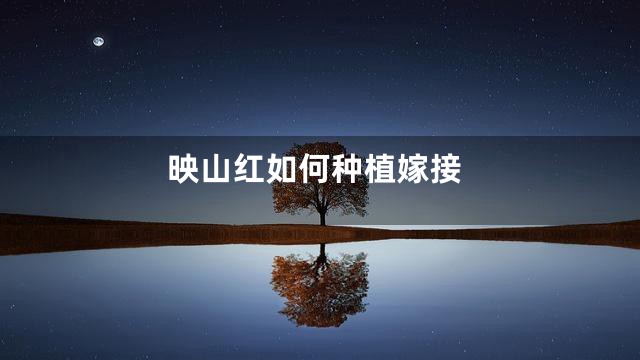 映山红如何种植嫁接