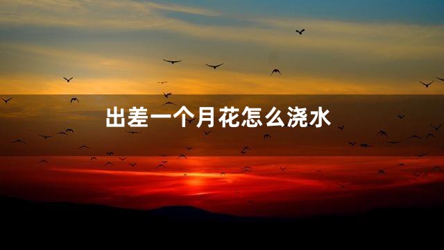 出差一个月花怎么浇水