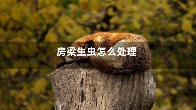 房梁生虫怎么处理