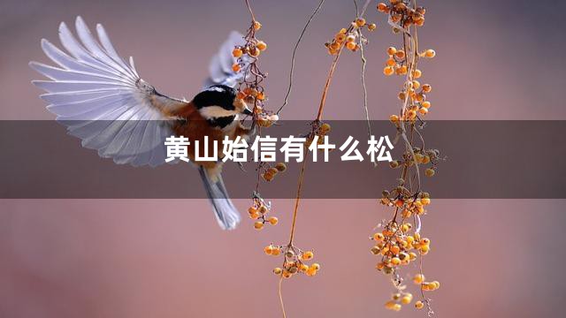 黄山始信有什么松