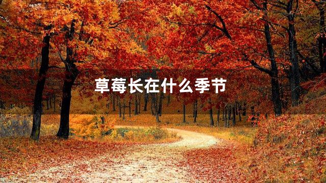 草莓长在什么季节