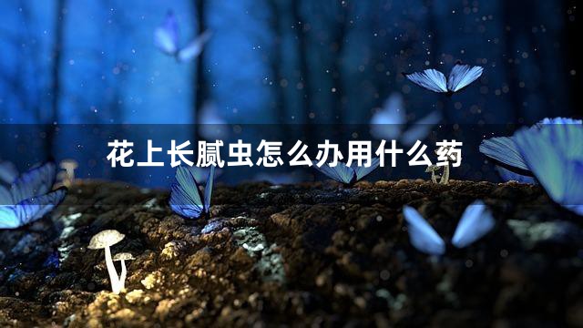 花上长腻虫怎么办用什么药