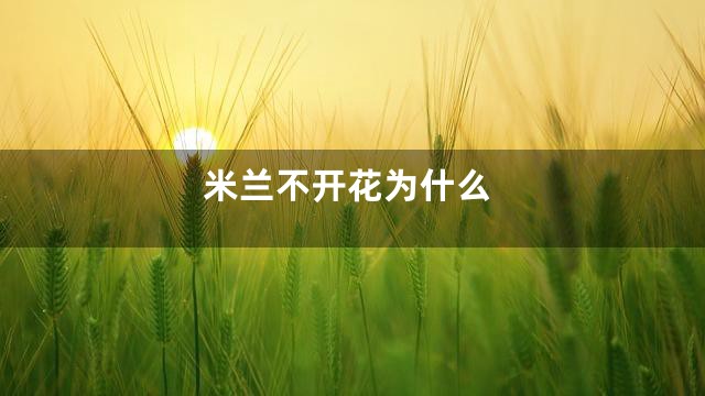 米兰不开花为什么