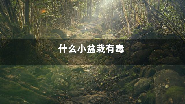 什么小盆栽有毒