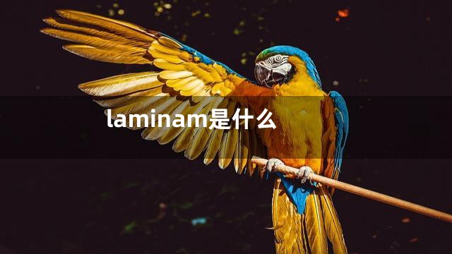 laminam是什么
