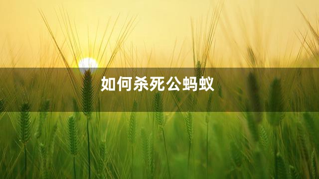 如何杀死公蚂蚁