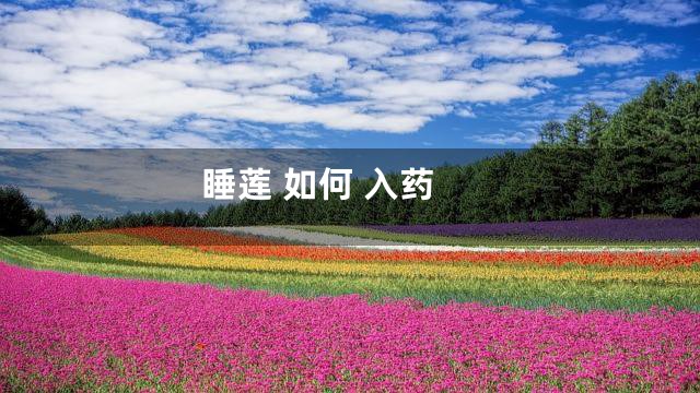 睡莲 如何 入药