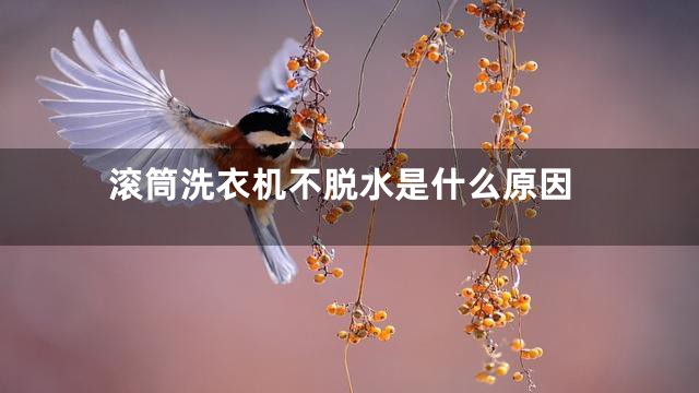 滚筒洗衣机不脱水是什么原因
