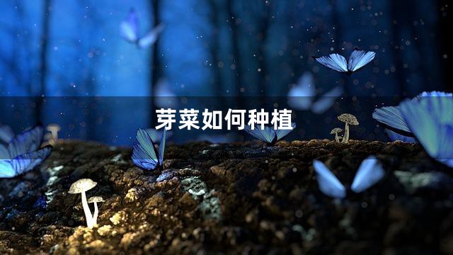 芽菜如何种植
