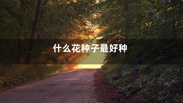什么花种子最好种