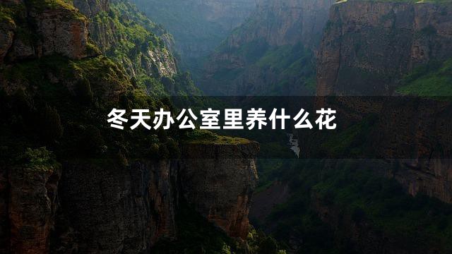 冬天办公室里养什么花