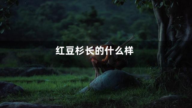 红豆杉长的什么样