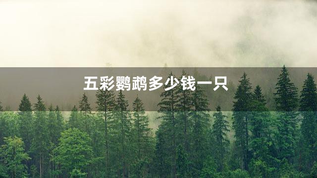 五彩鹦鹉多少钱一只