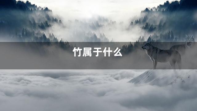 竹属于什么