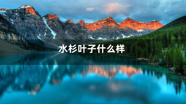 水杉叶子什么样