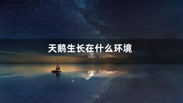 天鹅生长在什么环境