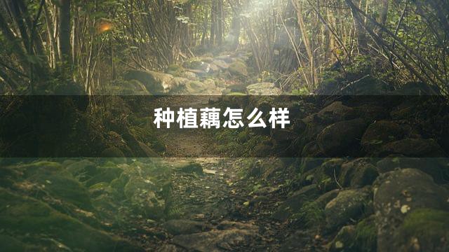 种植藕怎么样
