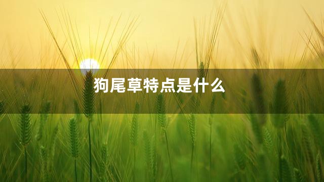 狗尾草特点是什么