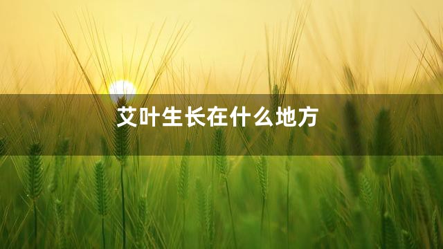 艾叶生长在什么地方