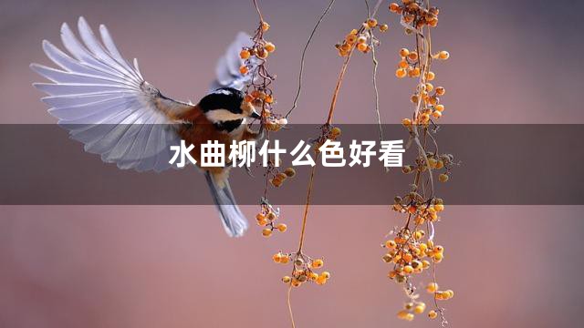 水曲柳什么色好看