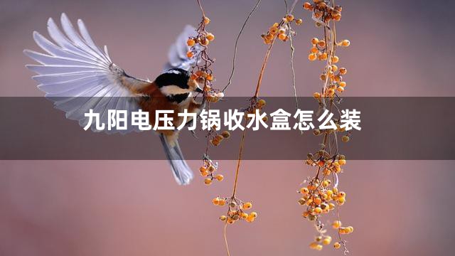 九阳电压力锅收水盒怎么装