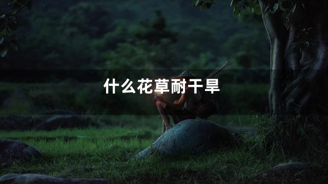 什么花草耐干旱