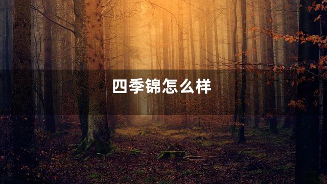 四季锦怎么样