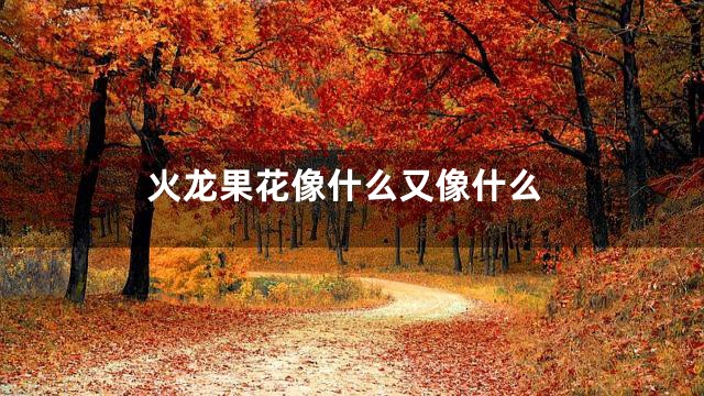 火龙果花像什么又像什么