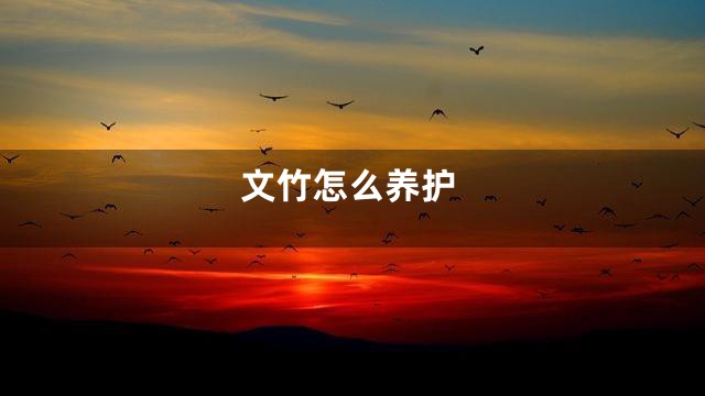 文竹怎么养护