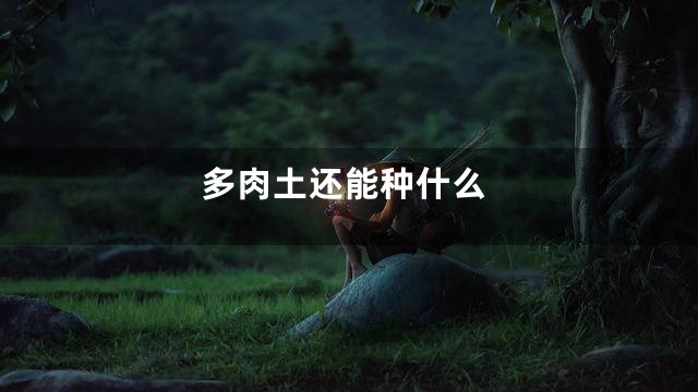 多肉土还能种什么