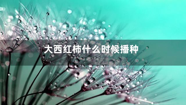 大西红柿什么时候播种