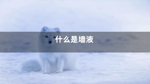 什么是墙液