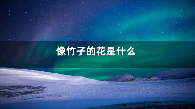 像竹子的花是什么