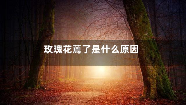 玫瑰花蔫了是什么原因