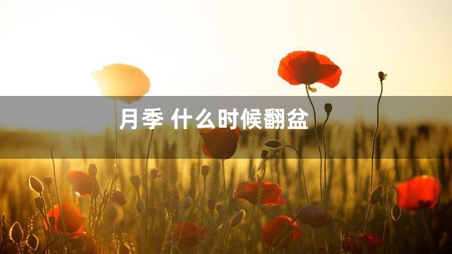 月季 什么时候翻盆