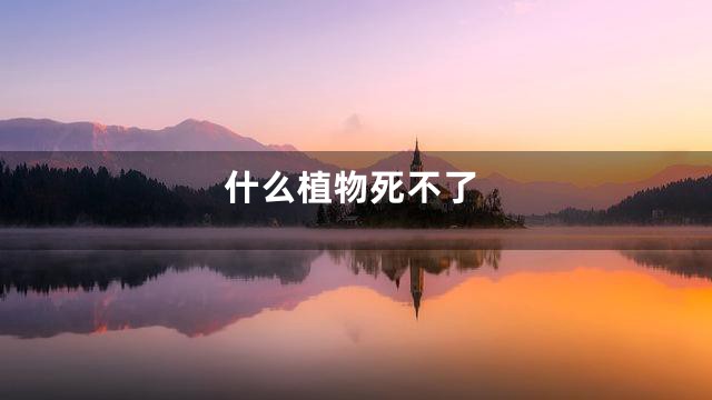 什么植物死不了